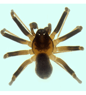 speciesimage