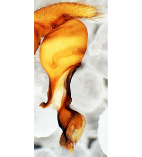 speciesimage