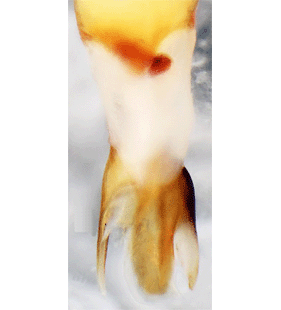 speciesimage