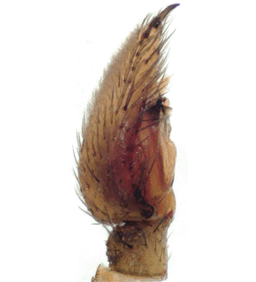 speciesimage
