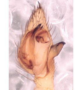 speciesimage