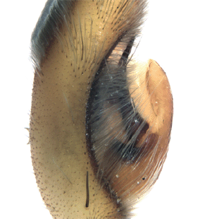 speciesimage