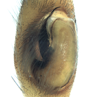 speciesimage