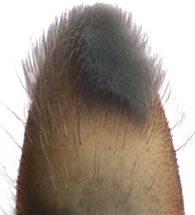 speciesimage