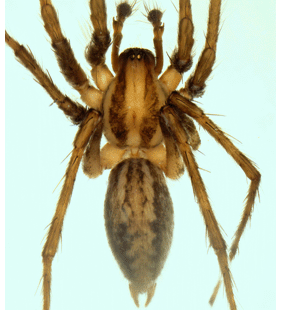 speciesimage