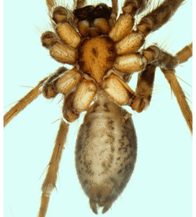 speciesimage