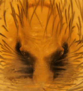 species