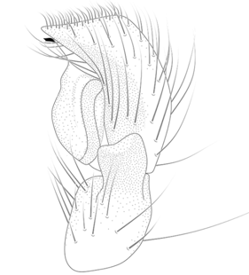 speciesimage