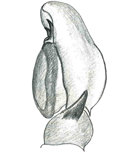 species