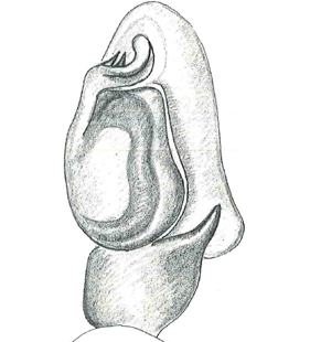 species