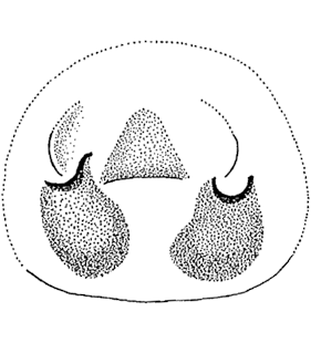 species