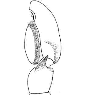 species