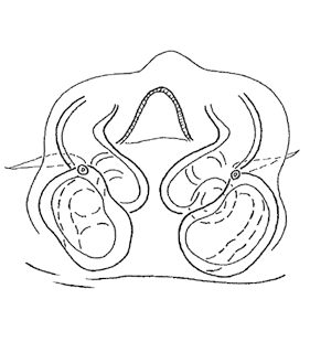 species