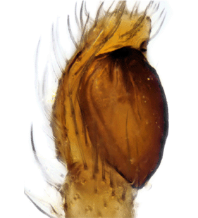 species