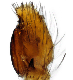 species
