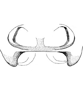speciesimage