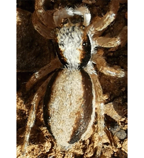 speciesimage