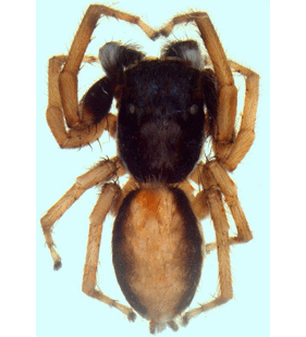 speciesimage
