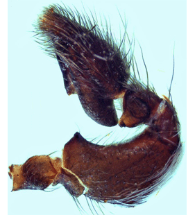 speciesimage