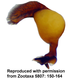 species