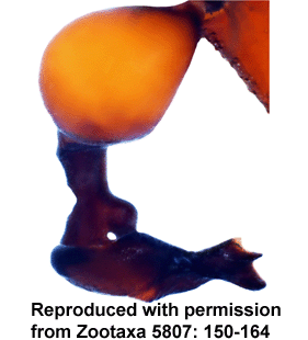 species