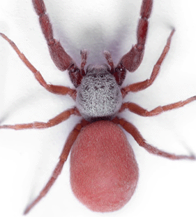 speciesimage