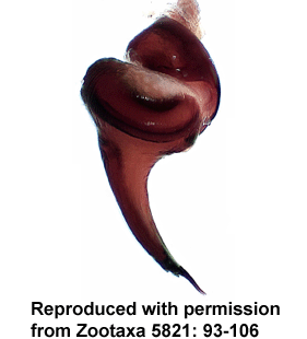 species