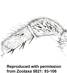 species