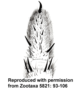 species