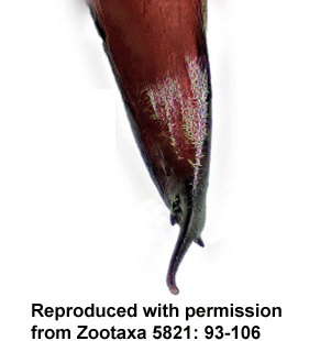 species