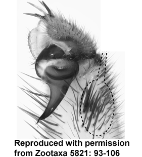 species