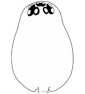 species