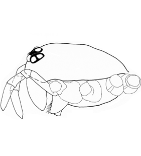 species