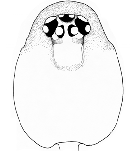 species