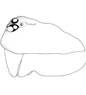 species