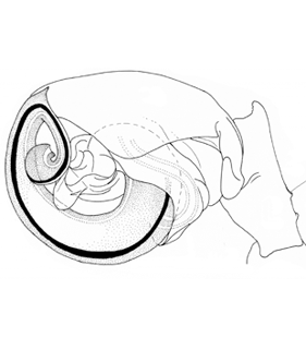species