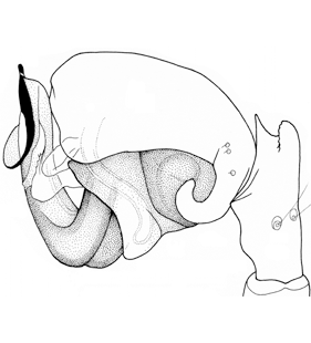 species