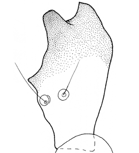 species