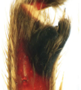 species