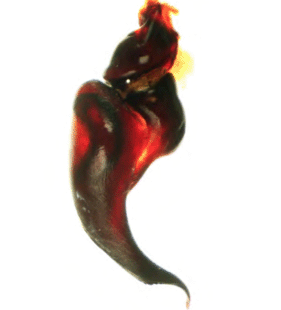 species