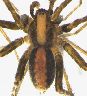 speciesimage