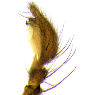 speciesimage