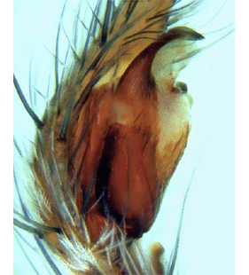 speciesimage