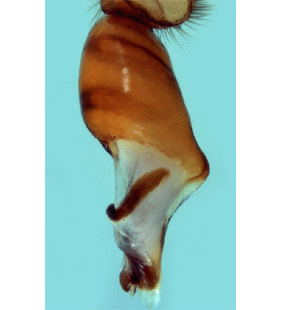 speciesimage