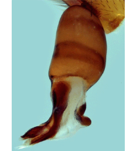 speciesimage