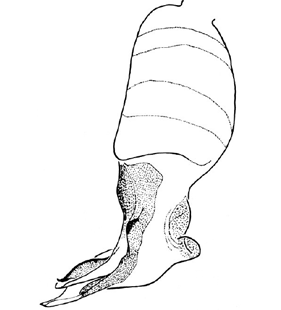 speciesimage