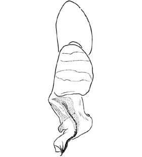 species