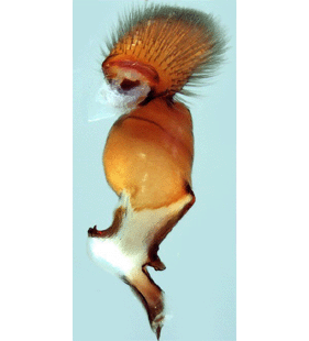 species