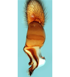 species