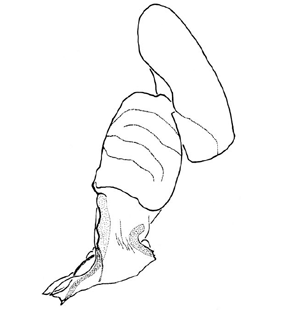 species